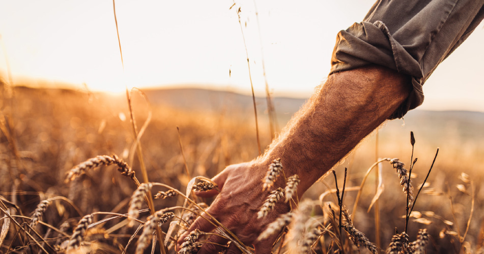 Cereales de Teruel